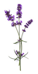 Obraz premium Lavender flowers close up