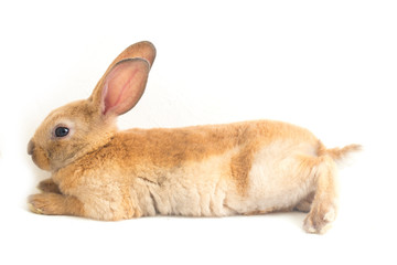 Cute red  brown rex rabbit isolated on white background