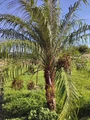 palm tree in garden