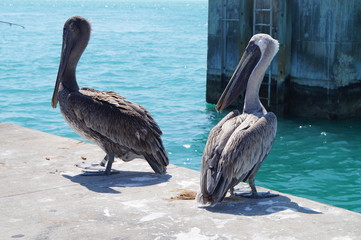 pelicans on the beach