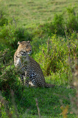 wild leopard in the afternoon sun