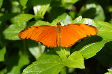 butterfly on leaf