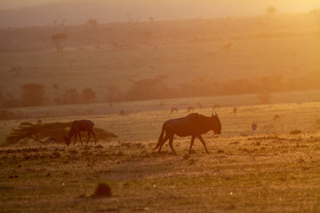 Fototapeta na wymiar Silhouette of African Animals on the plains