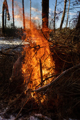 Burning fire. The bonfire burns in the forest. Texture of burning fire. Bonfire for cooking in the forest. Texture of burning branches
