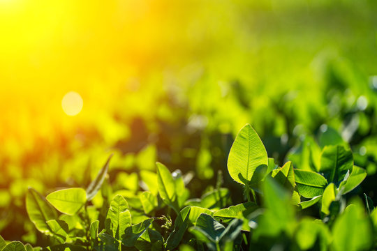 closeup green gass background in sring or summer under sun