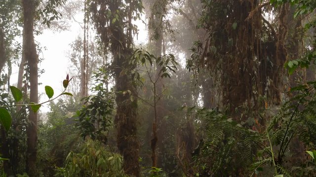 Time lapse of mist blowing through humid montane rainforest in the Los Cedros Reserve, western Ecuador