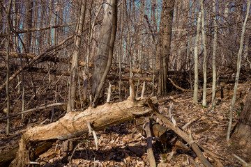 falling trees 