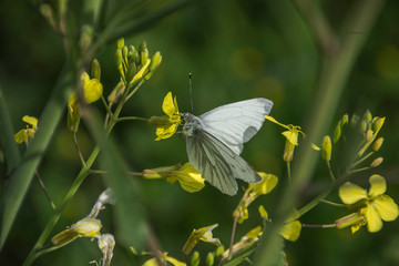 butterfly on flower