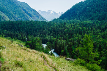 Beautiful mountain view to big glacier behind river valley with lush forest. Colorful green hills completely covered by coniferous forest. Scenic alpine landscape in sunny day. Vivid highland scenery.