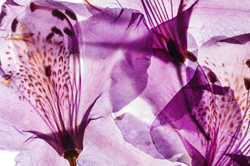 rhododendron flower on the white background