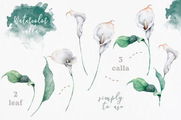 Watercolor calla flowers and leaf. Hand drawn Illustration, realistic painting isolated clip art on white background