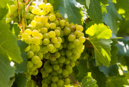 White grapes on a vine in a vineyard in Mendoza on a sunny day