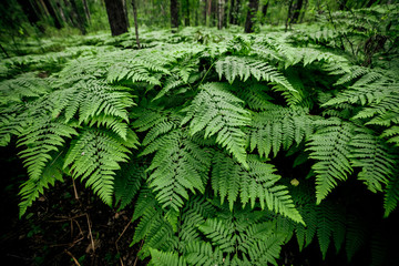 Dense fern thickets close-up. Beautiful nature background with many ferns. Scenic backdrop of rich...