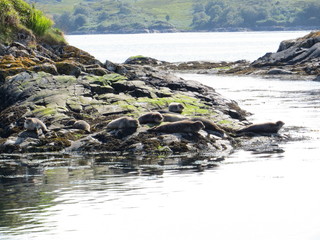 seals on the coast