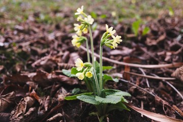 Closeup of primrose flower blossom in spring forest, evening light, blurred background