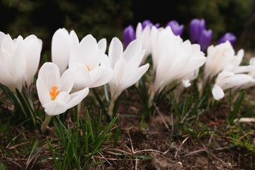 White crocuses flowers blooming in spring garden with purple crocuses in background.