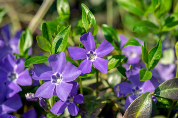 Vinca minor lesser periwinkle ornamental flowers in bloom, common periwinkle flowering plant, creeping flowers