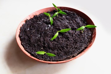 Young little plants of pepper growing in a flower pot.