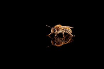 Bee on a black background - 332759490