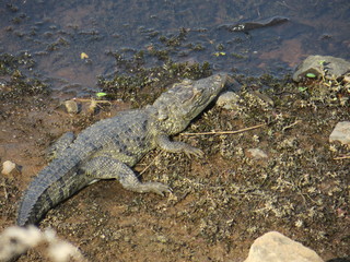 crocodile with mouth wide open