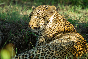 Leopard in the afternoon sun
