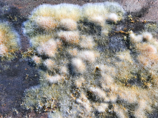 Large colonies of mold fungi. Microworld, mold in various manifestations on old wooden boards. Great background