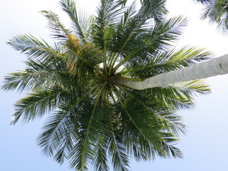 Fototapeta na wymiar palm tree on tropical island