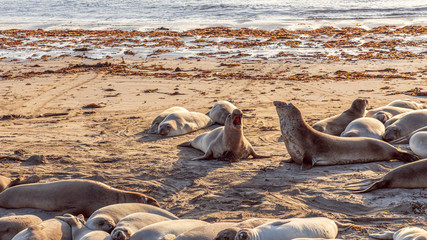Two Elephant seals fighting and howling at each other at Elephant Seal Vista Point, San Simeon, California, USA