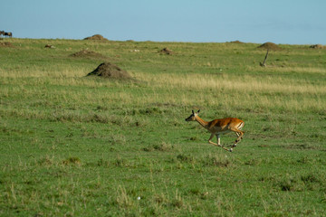 Impalas running on the african plains