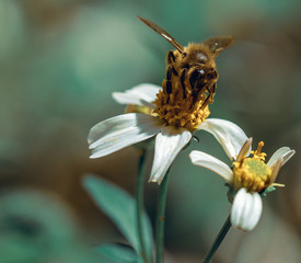 bee