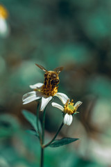 bee
