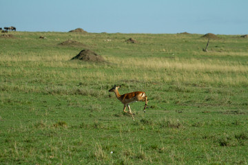 Impalas running on the african plains