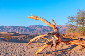 Dry weathered tree in Death Valley National Park