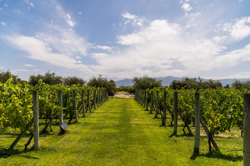 Fototapeta na wymiar Vine plants in a vineyard in Mendoza and Andes mountains on a sunny day with blue sky