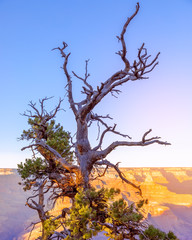 Fototapeta premium The shape of a beautiful dry tree on the background of the Grand Canyon in the sunset