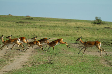 Naklejka na ściany i meble Impalas running on the african plains