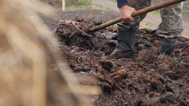 Manure in the countryside. A man picks up a pitchfork. Slow motion. Close-up