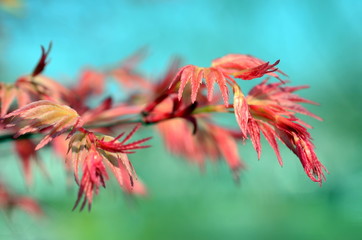 Zweig eines japanischen Ahorns