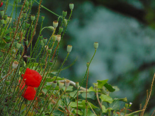 spring is coming flowers in red