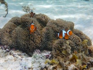 Clownfish family, El Nido, Philippines