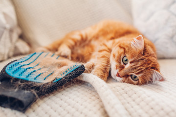 Fototapeta na wymiar Cat lying by brushing glove with fur. Removing pets hair. Taking care of animal combing with hand rubber glove at home