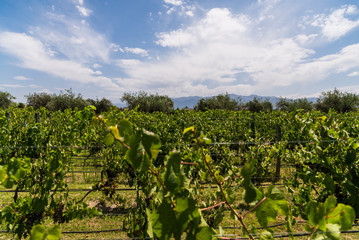 Fototapeta na wymiar Vine plants in a vineyard in Mendoza and Andes mountains on a sunny day with blue sky