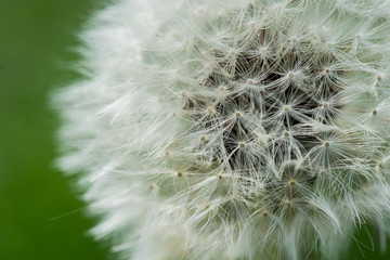 Dandelion clock close up macro