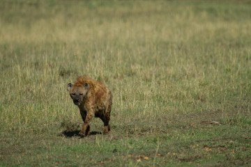 Hyena on the prowl