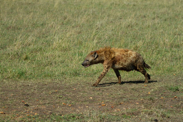 Hyena on the prowl