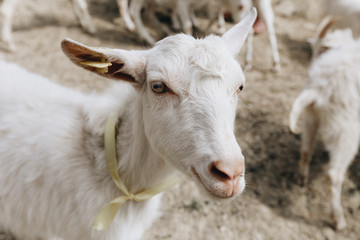 Obraz premium The head of a white goat close up. The goat has a yellow marker on her right ear. Daylight, shooting from above. The animal looks into the camera.