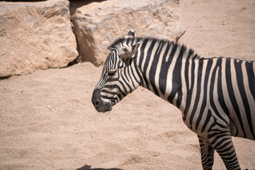 Fototapeta na wymiar profile view of a young zebra