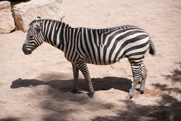 Fototapeta na wymiar zebra standing in the savannah
