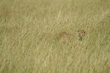 Cheetah hidding in tall grass