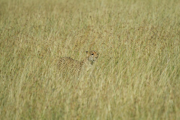Cheetah hidding in tall grass